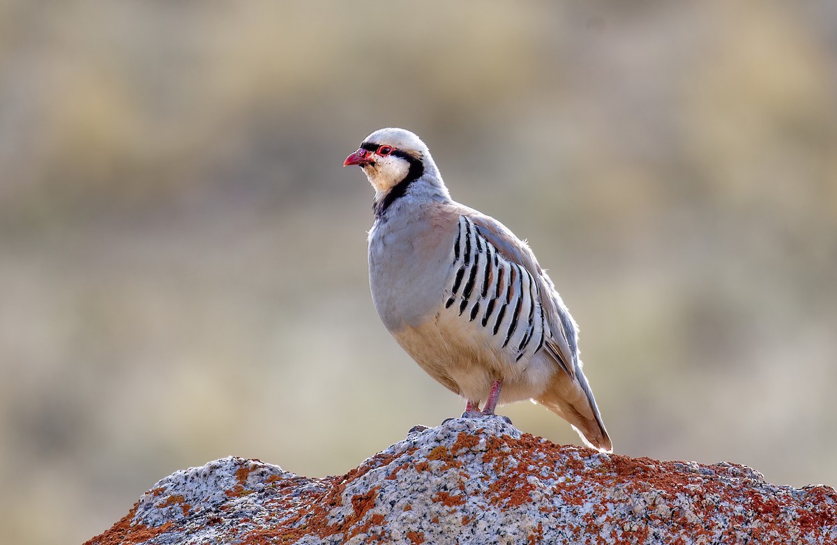 Chukar - ML621705885