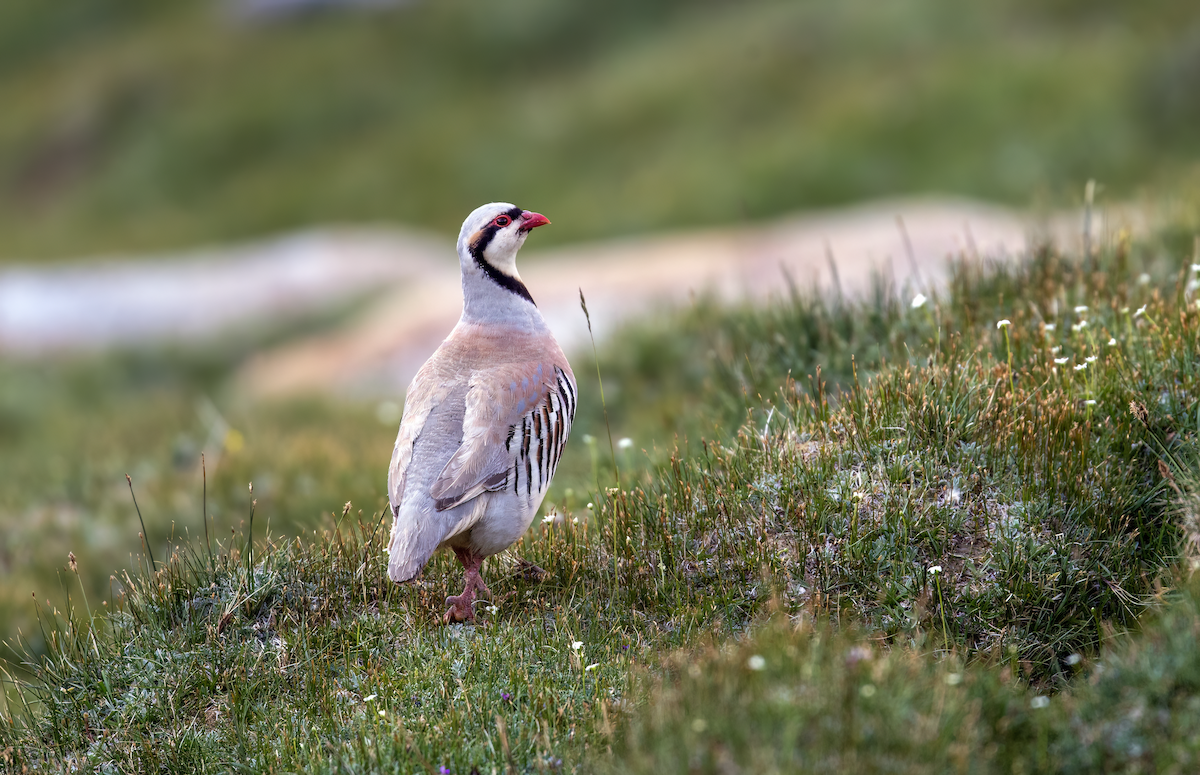 Chukar - ML621705887