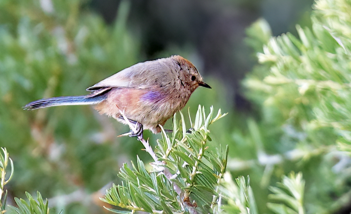 White-browed Tit-Warbler - ML621705890