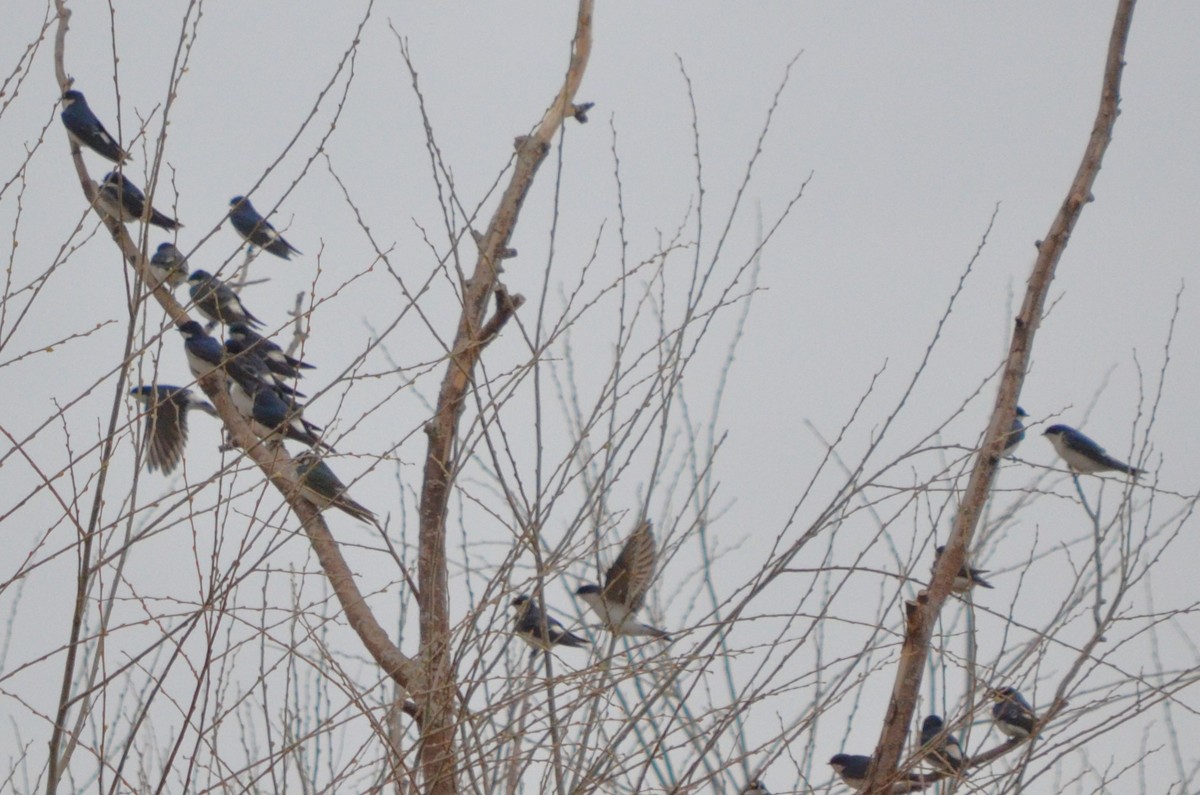 Chilean Swallow - ML621705894