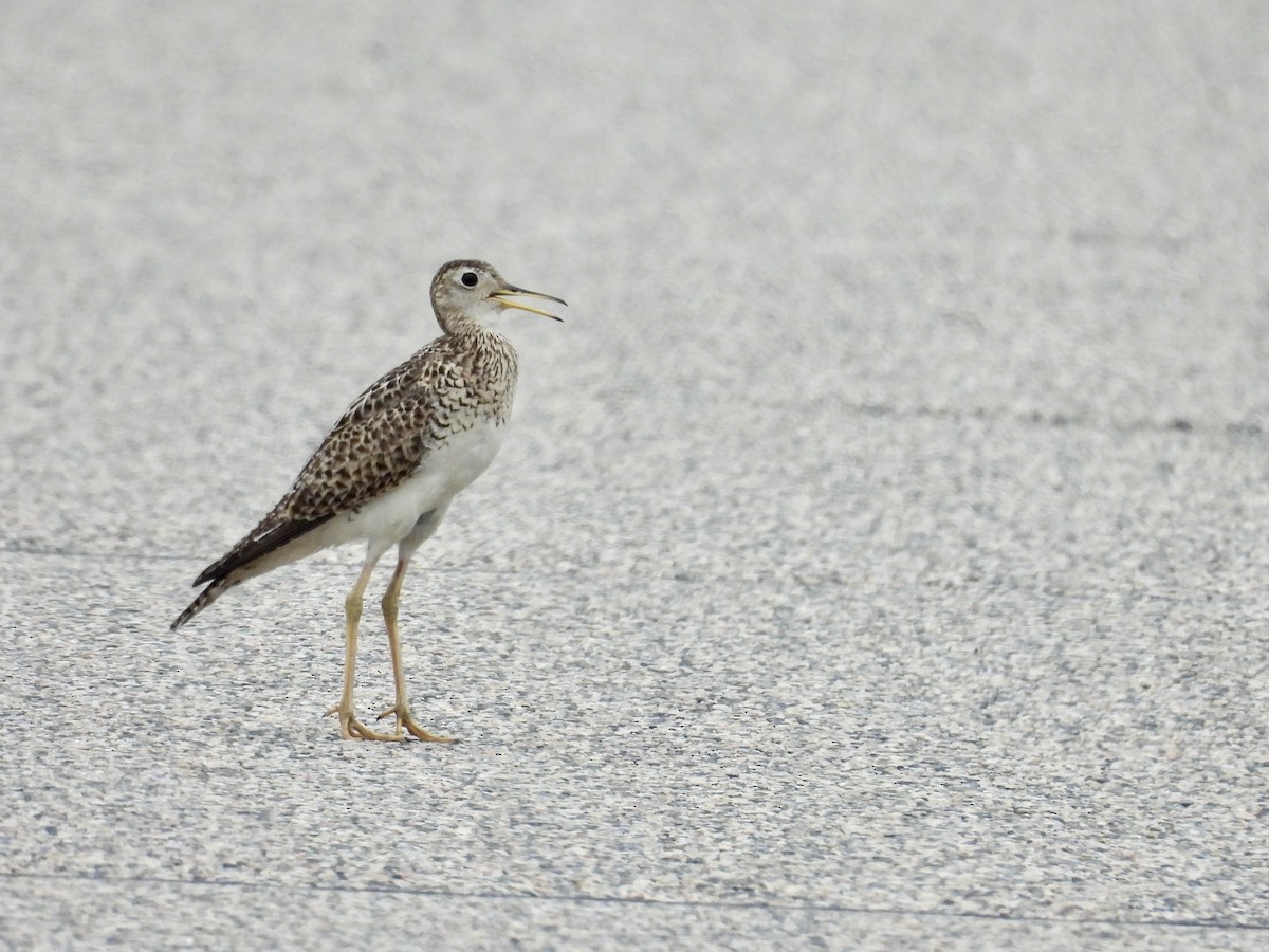 Upland Sandpiper - ML621705934