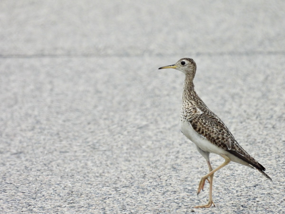 Upland Sandpiper - ML621705935