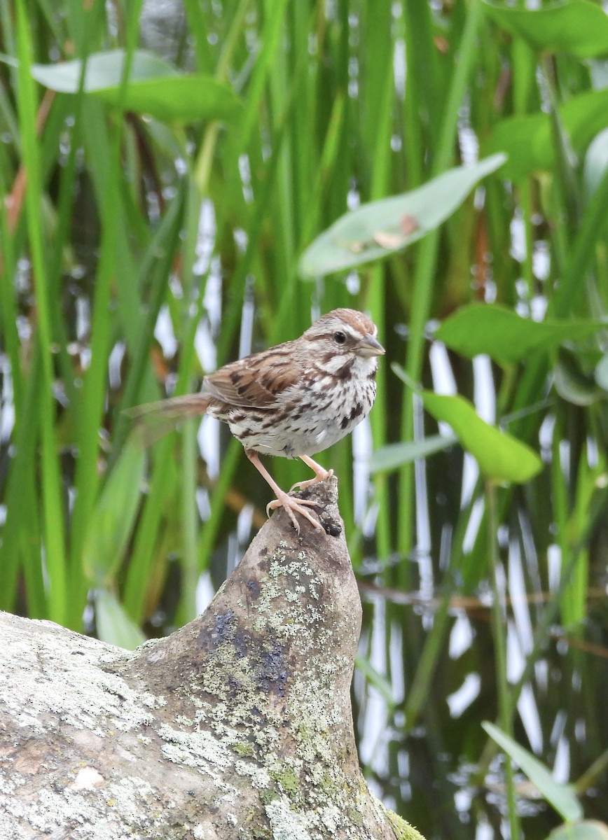 Song Sparrow - ML621705942