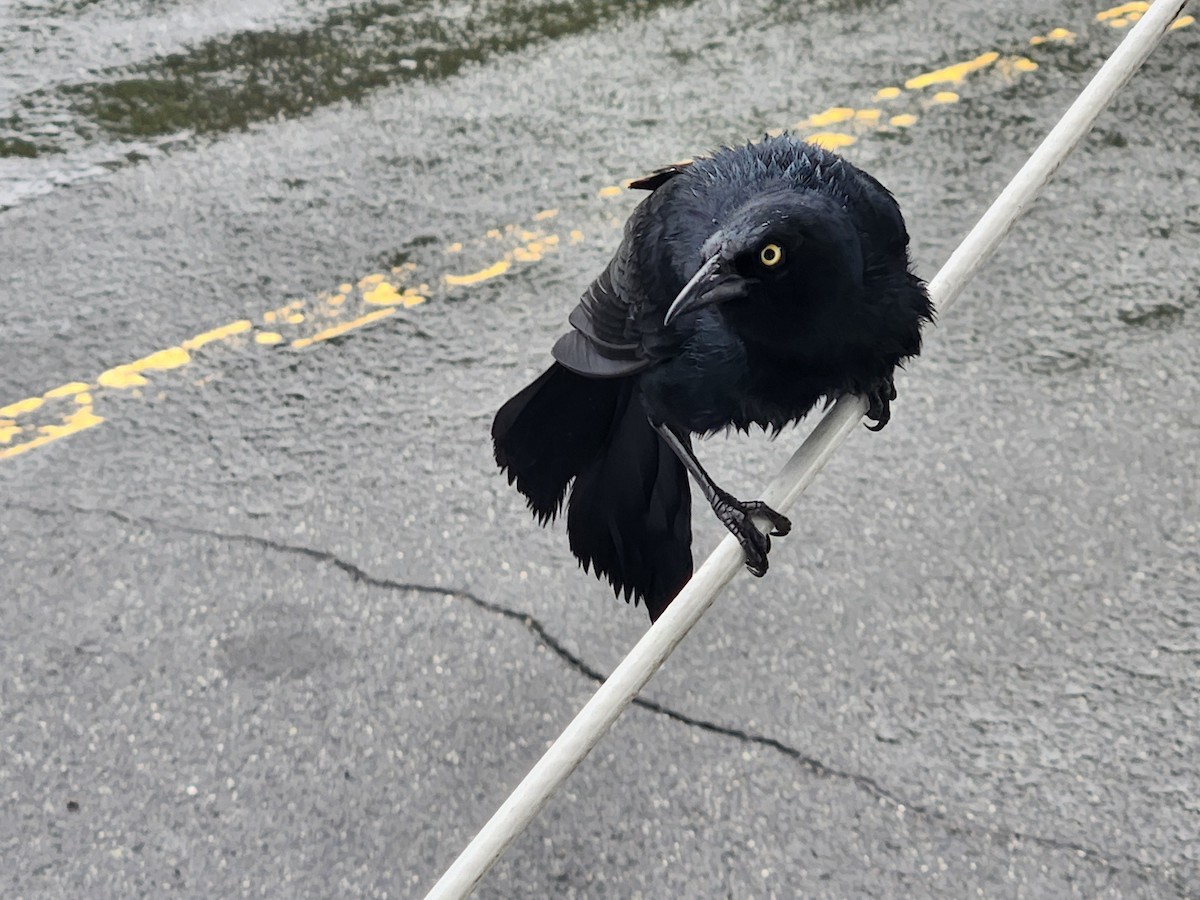 Greater Antillean Grackle - ML621705958