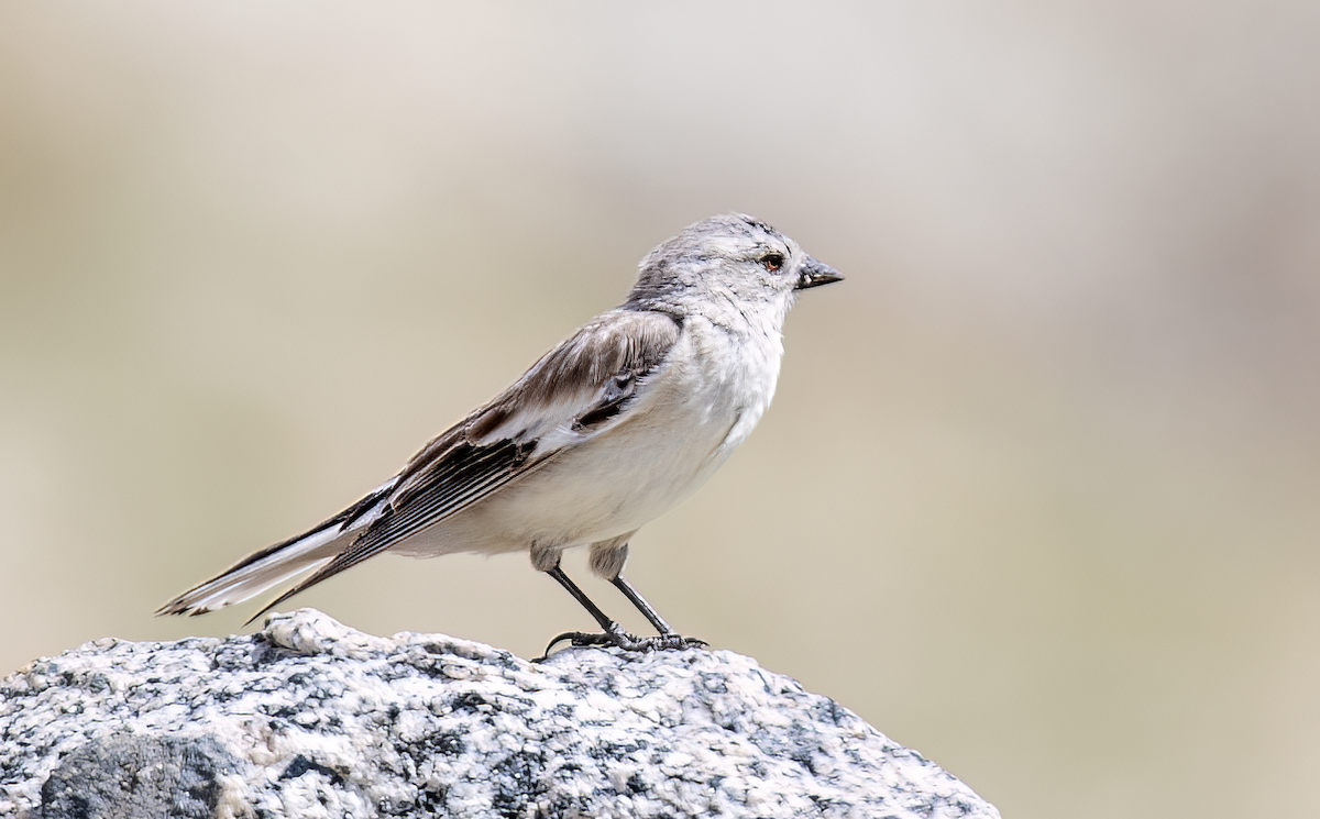 Black-winged Snowfinch - ML621706012