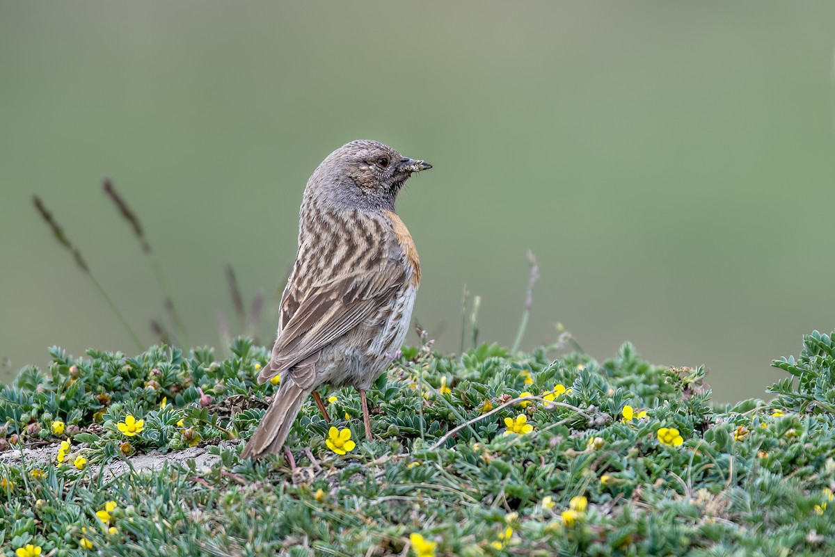 Robin Accentor - ML621706015