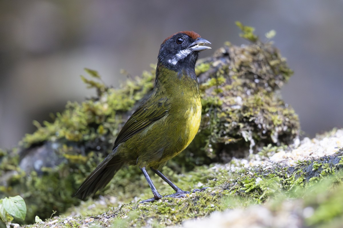 Sooty-faced Finch - ML621706033