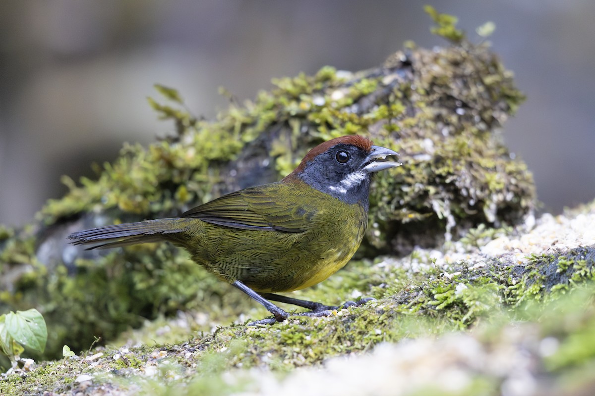 Sooty-faced Finch - Jon Irvine