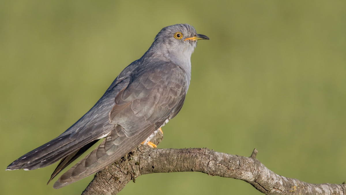 Common Cuckoo - ML621706057