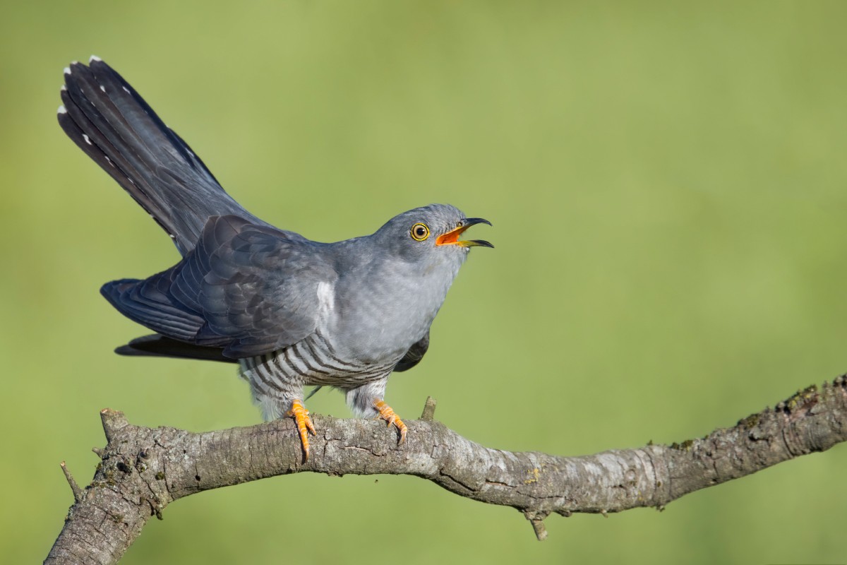 Common Cuckoo - Diego Neyra