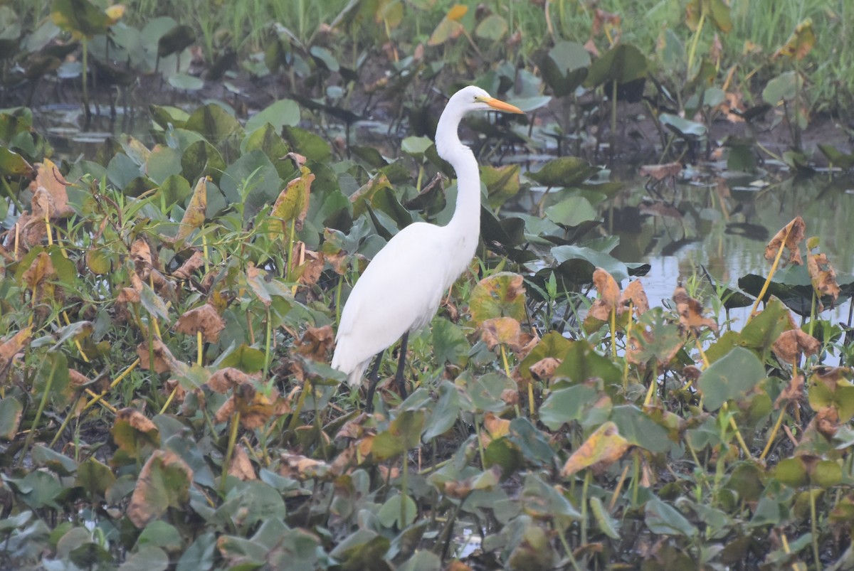 Great Egret - ML621706088