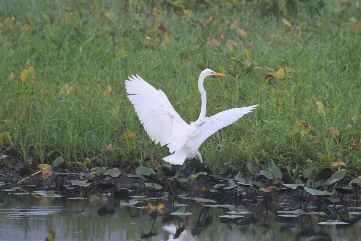 Great Egret - ML621706089