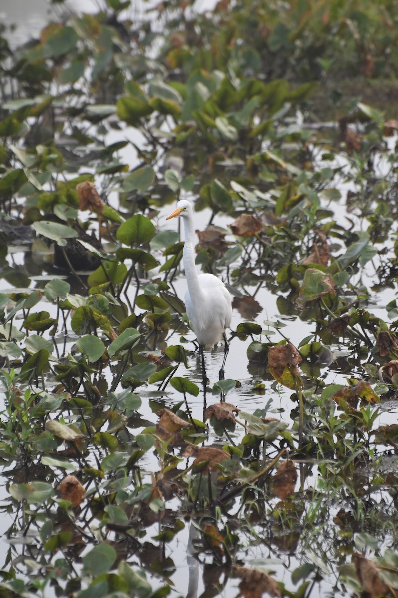 Great Egret - ML621706090