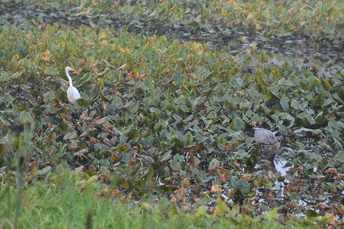 Great Egret - ML621706091