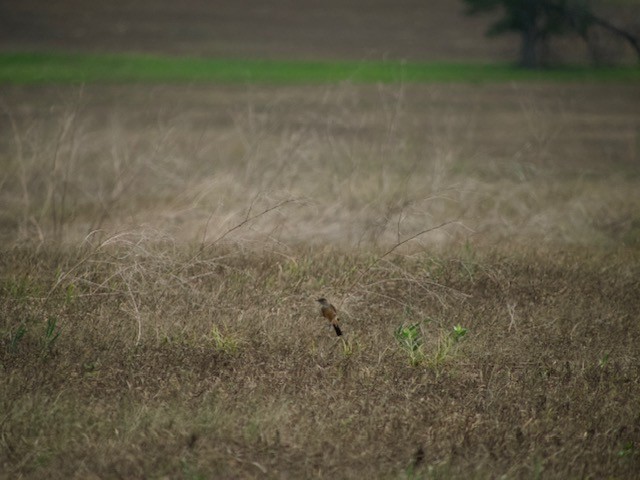 Say's Phoebe - ML621706214