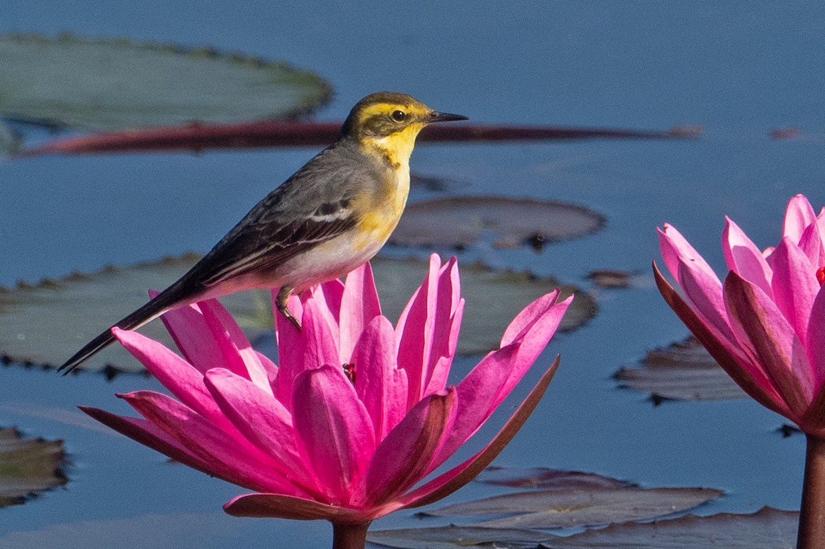 Citrine Wagtail - ML621706230