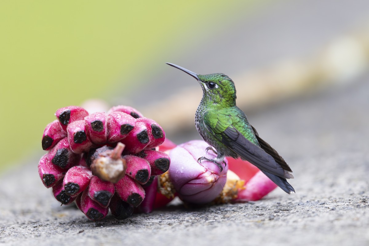 Green-crowned Brilliant - ML621706234