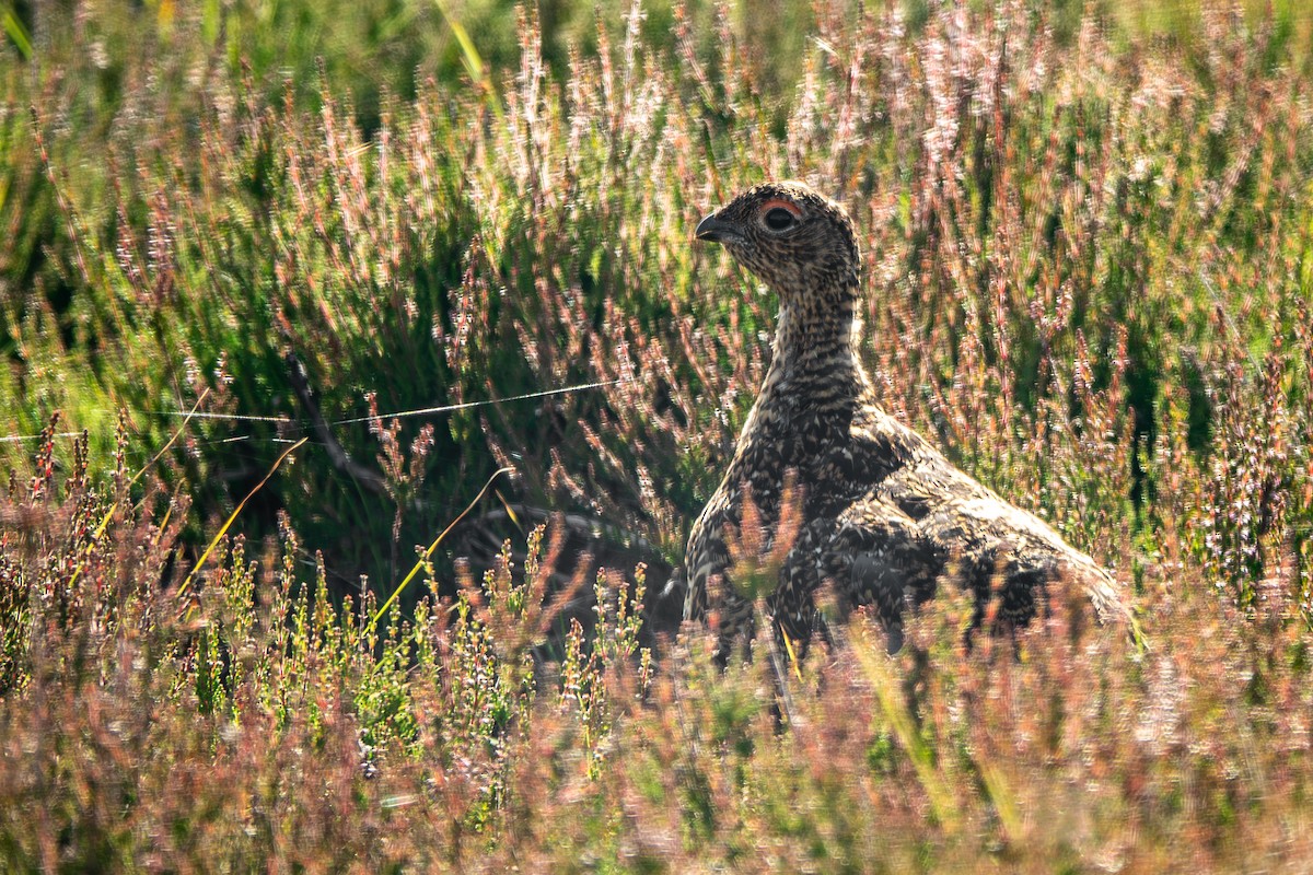 Willow Ptarmigan (Red Grouse) - ML621706238