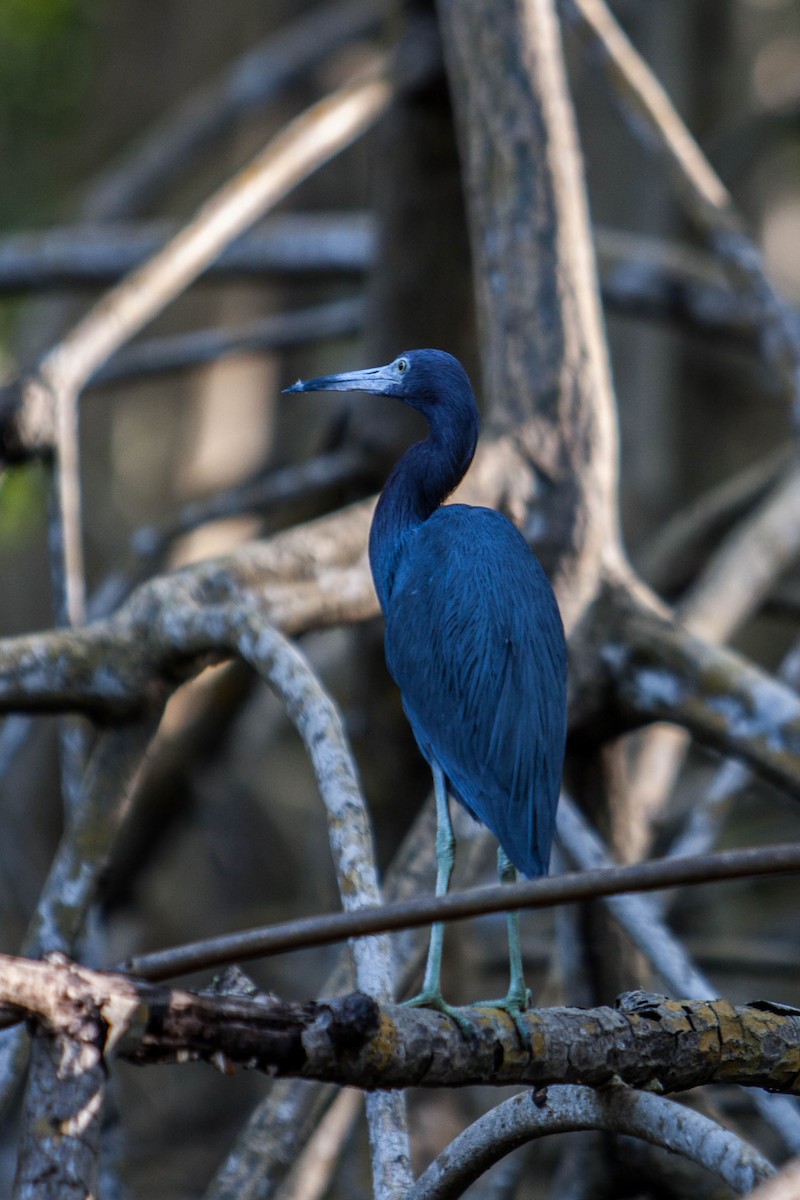 Little Blue Heron - ML621706264