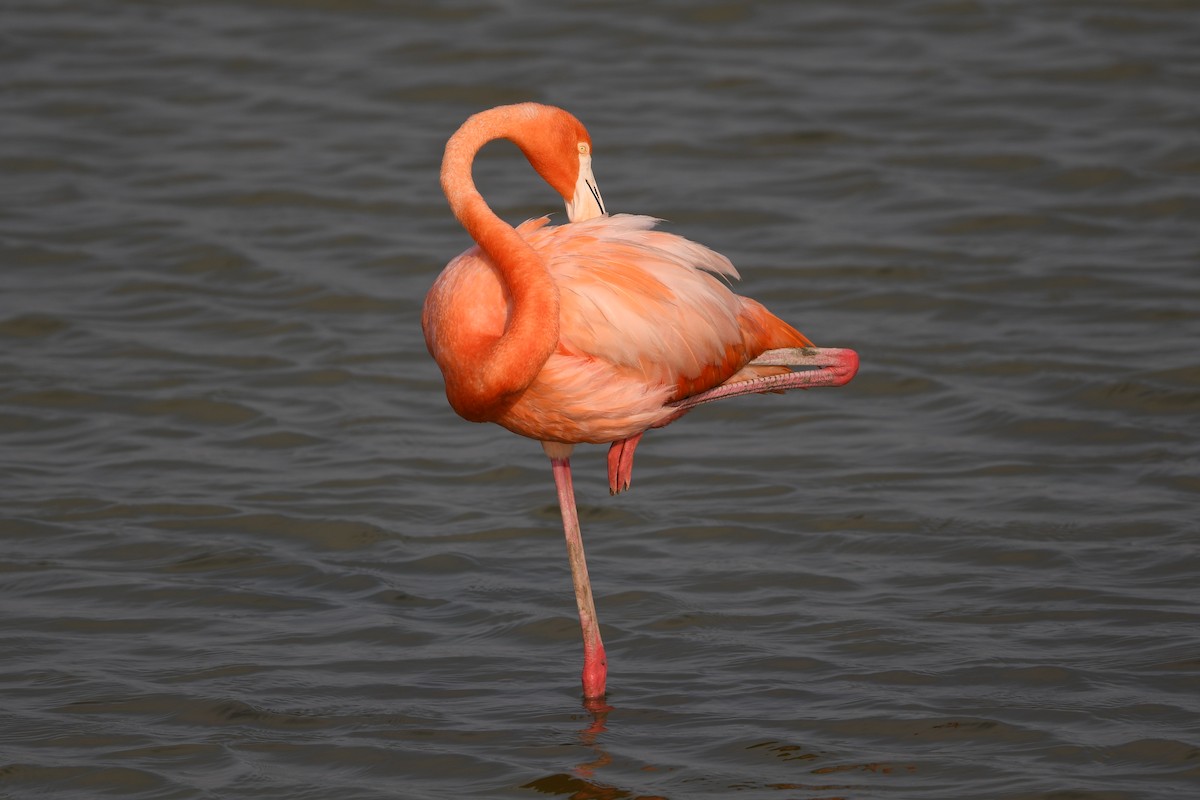 American Flamingo - ML621706324