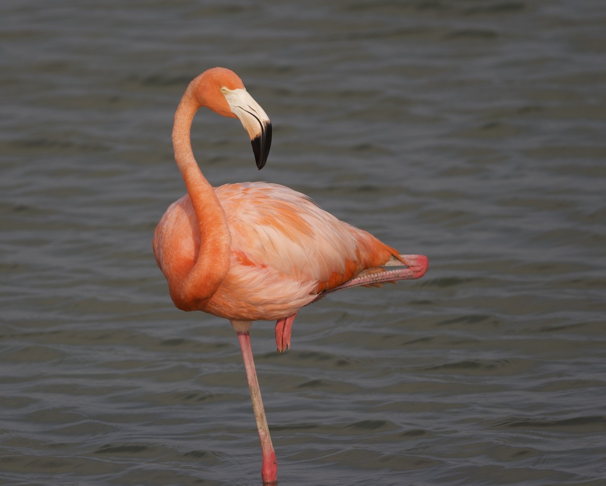 American Flamingo - ML621706328