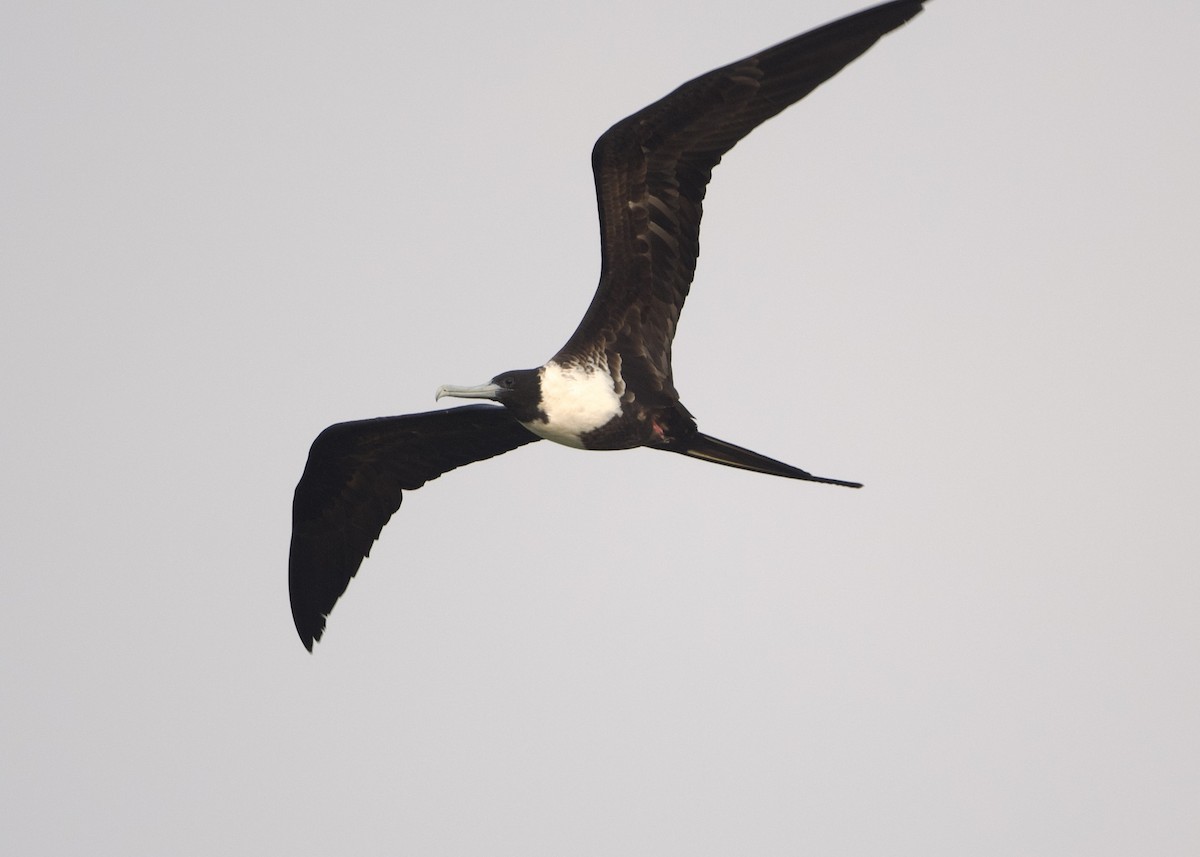 Magnificent Frigatebird - ML621706333