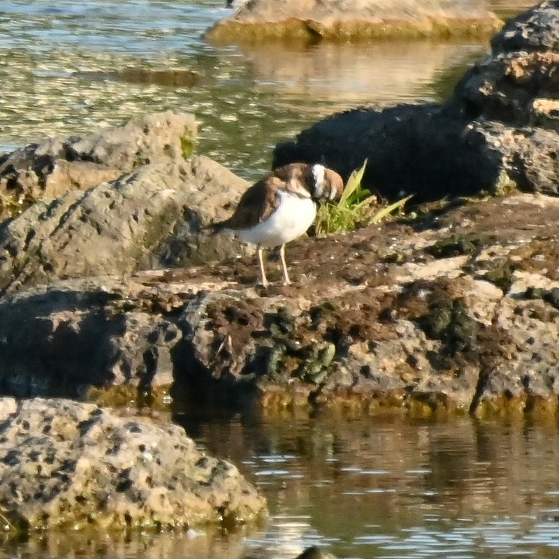 Killdeer - ML621706334