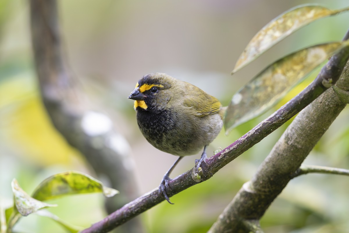 Yellow-faced Grassquit - ML621706337