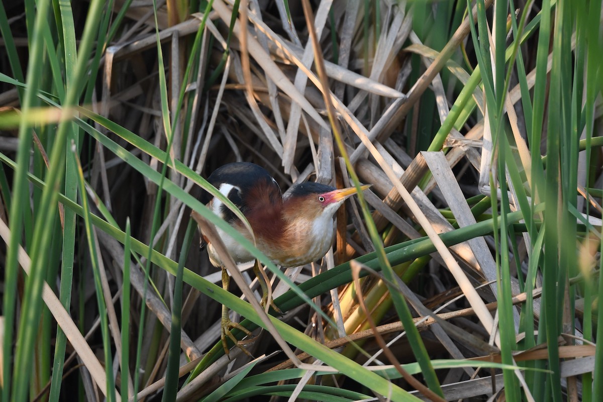 Least Bittern - ML621706338