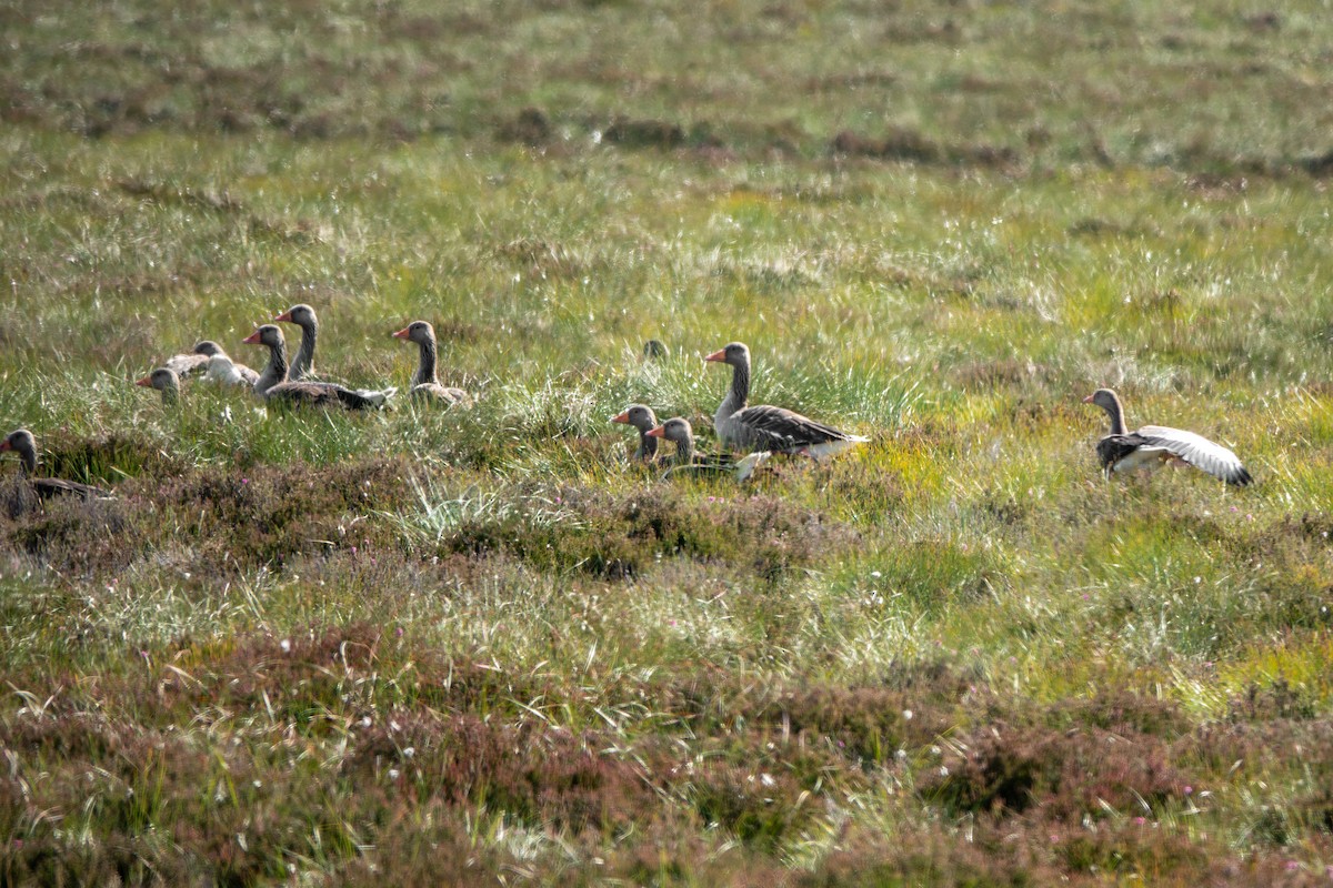 Graylag Goose - ML621706344