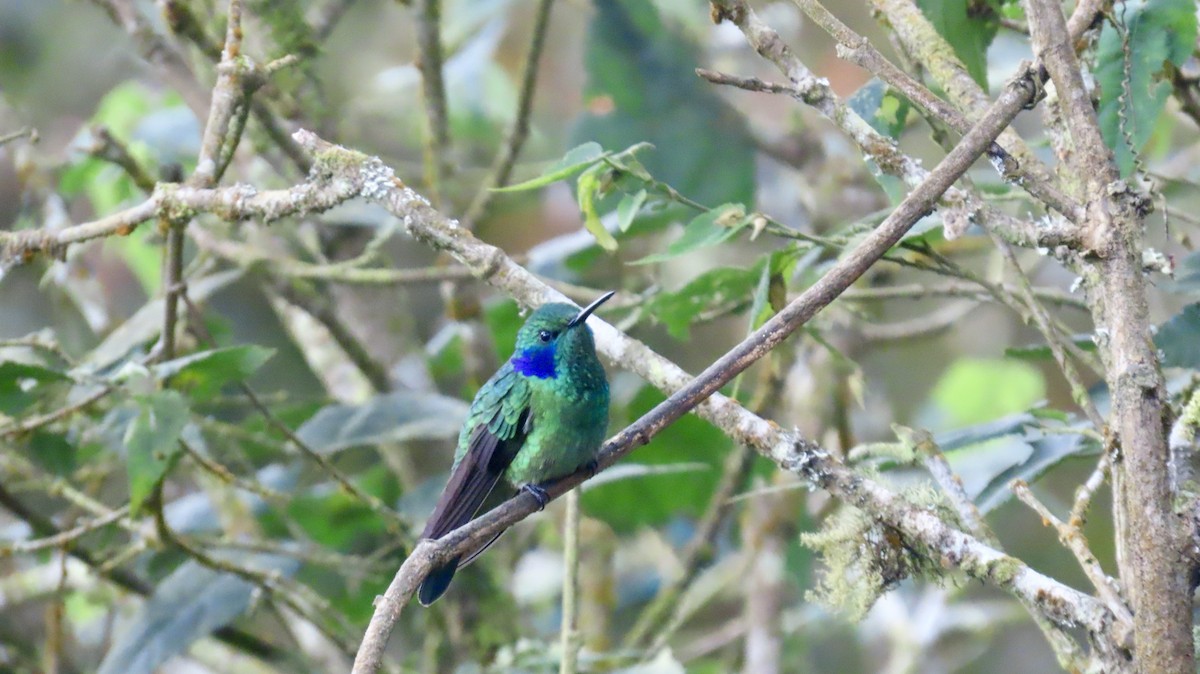 Colibrí Oreja Violeta Menor (andino) - ML621706353