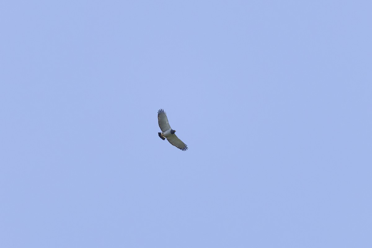 Barred Hawk - ML621706379