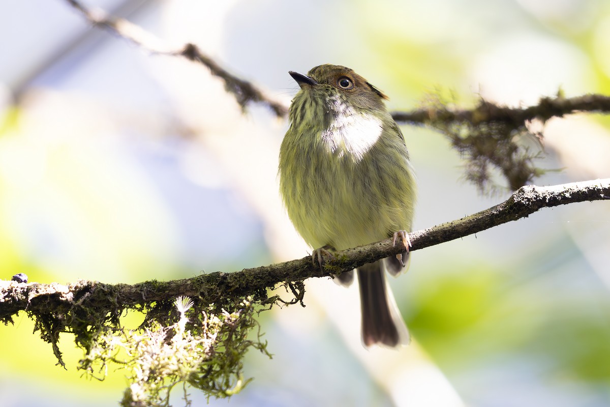 Scale-crested Pygmy-Tyrant - ML621706384