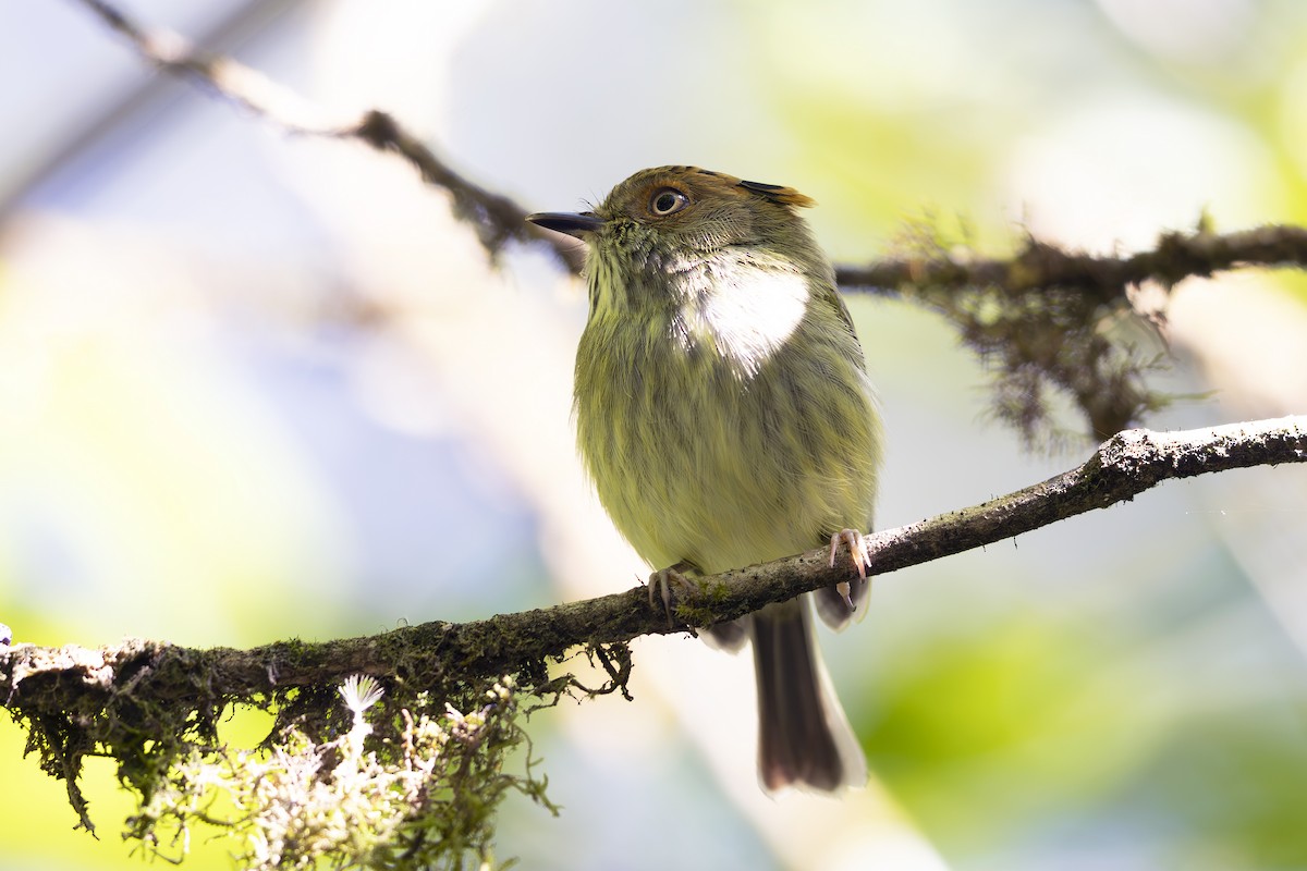 Scale-crested Pygmy-Tyrant - ML621706385