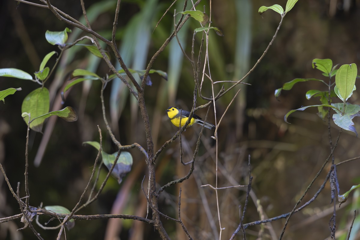 Collared Redstart - ML621706388