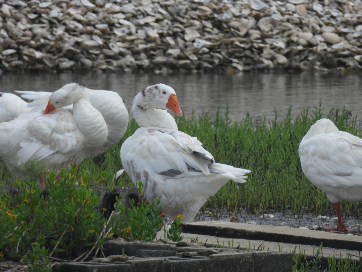 Graylag Goose - Mia Burroughs