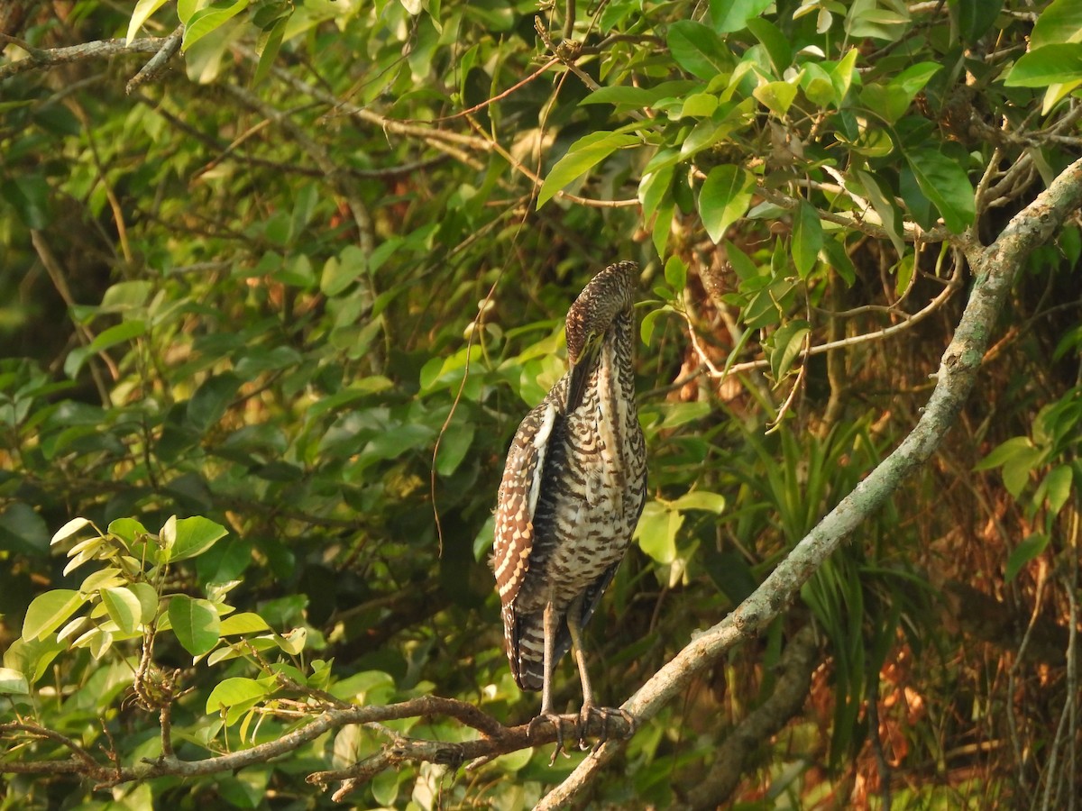 Bare-throated Tiger-Heron - Tristan Kozel