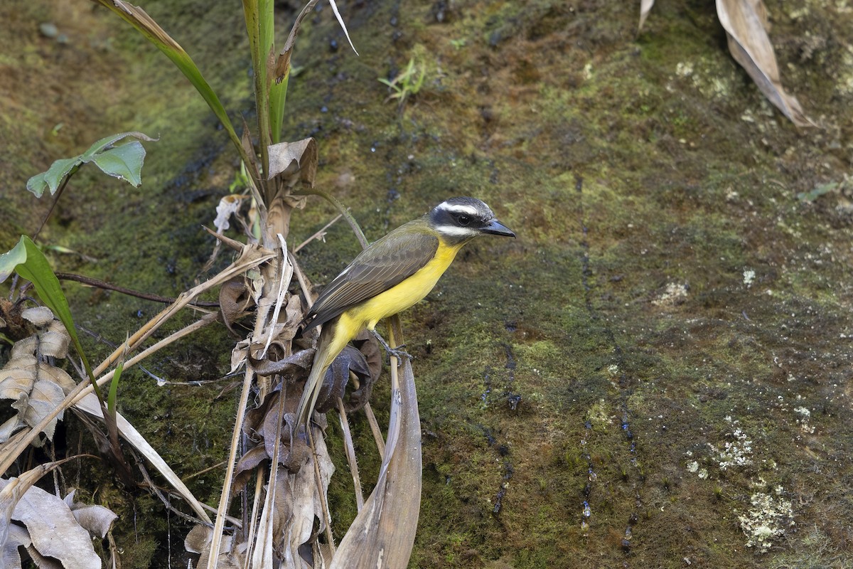 Golden-bellied Flycatcher - ML621706397