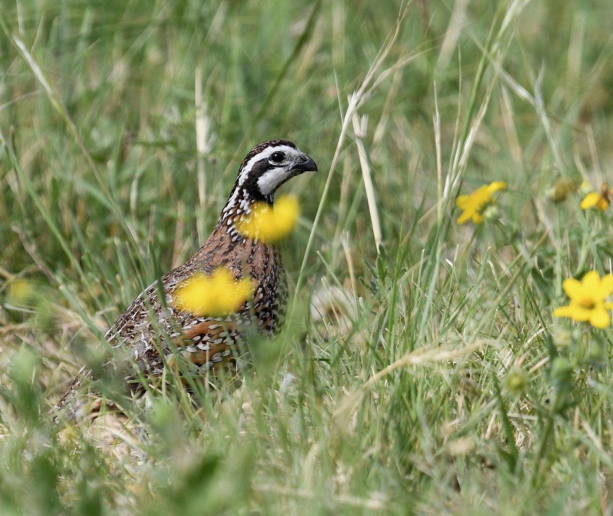 Northern Bobwhite - ML621706421