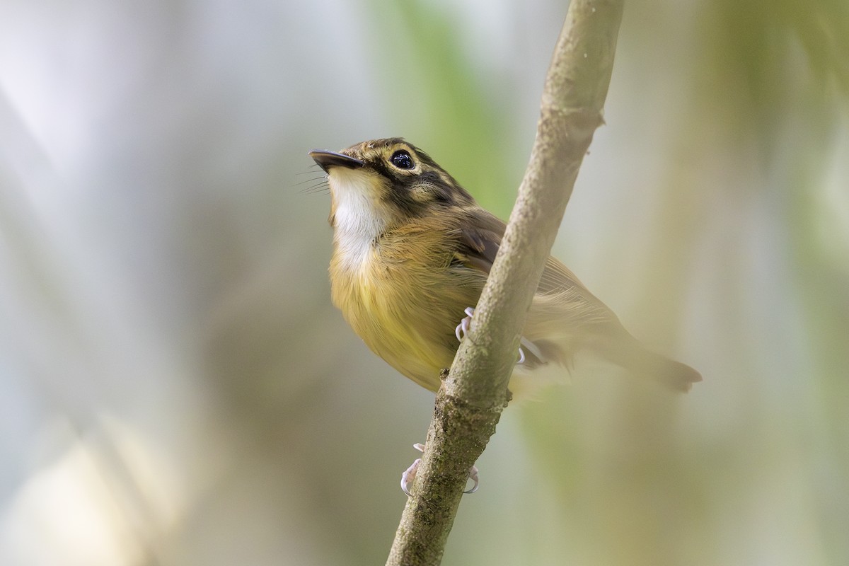 White-throated Spadebill - ML621706423