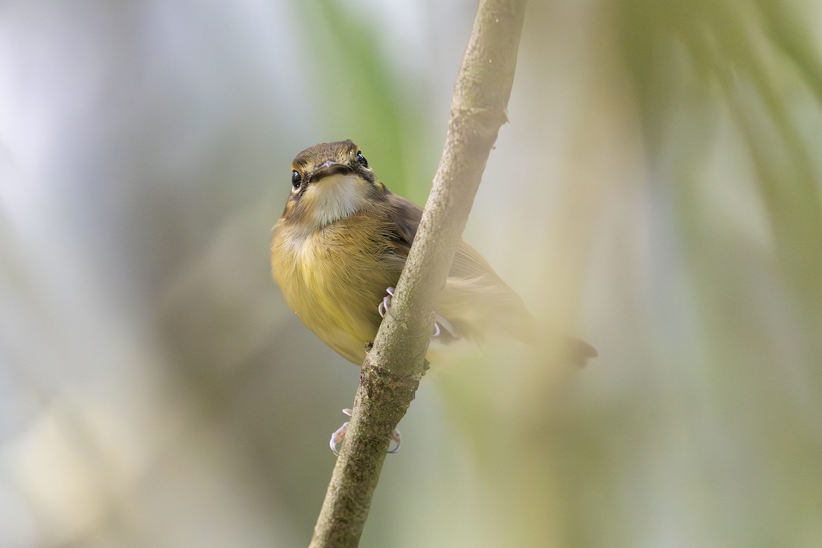 White-throated Spadebill - ML621706424