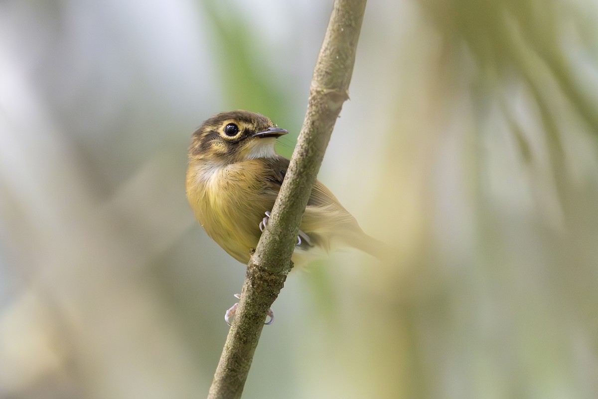 White-throated Spadebill - ML621706425