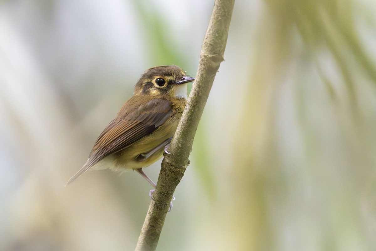 White-throated Spadebill - ML621706426