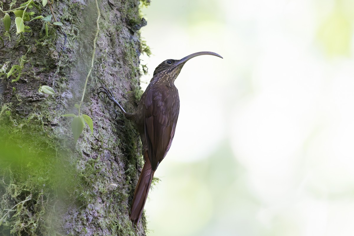 Brown-billed Scythebill - ML621706432