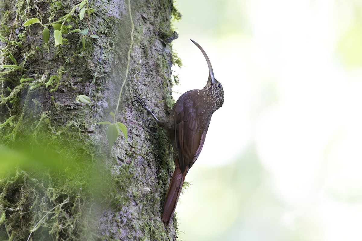 Brown-billed Scythebill - ML621706433