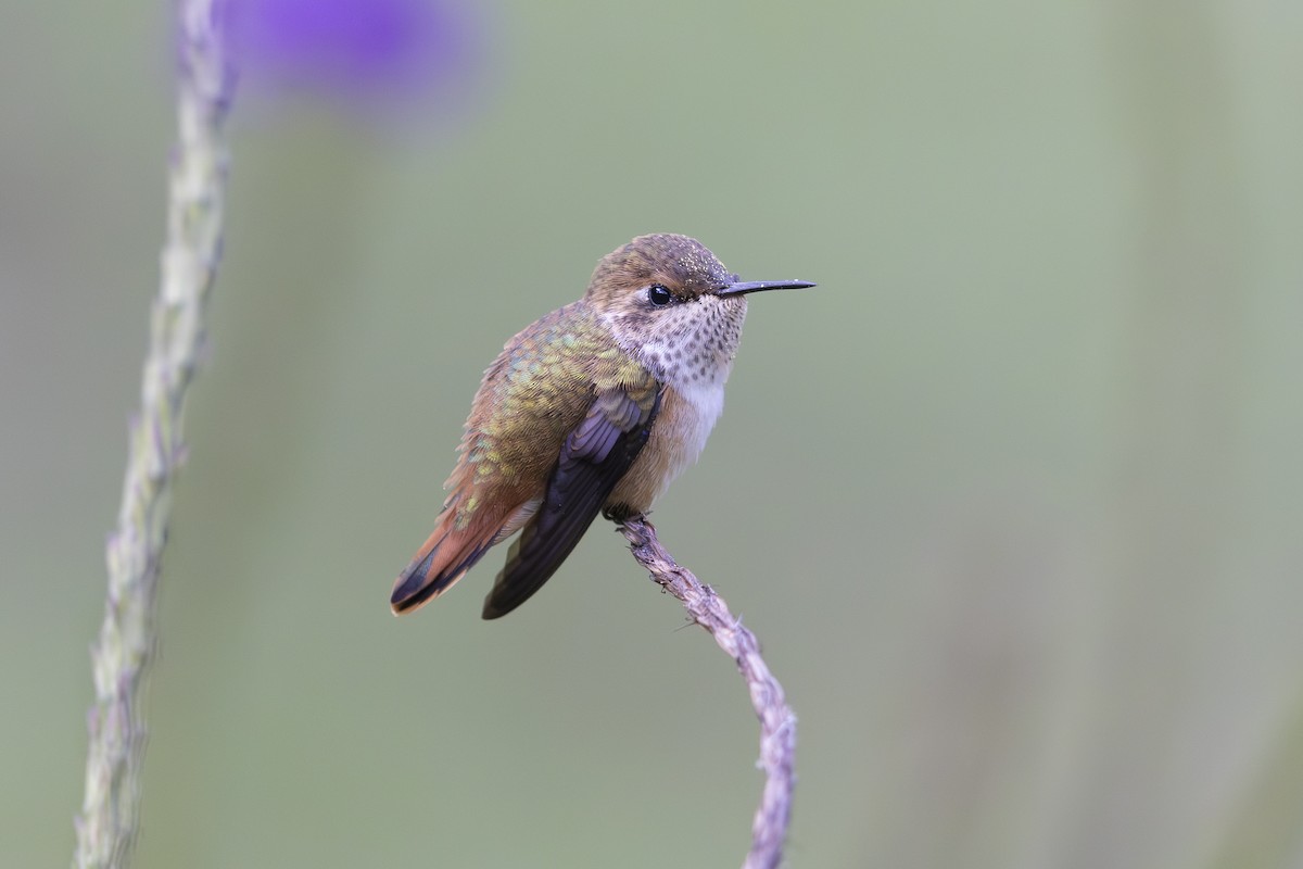 Scintillant Hummingbird - ML621706440