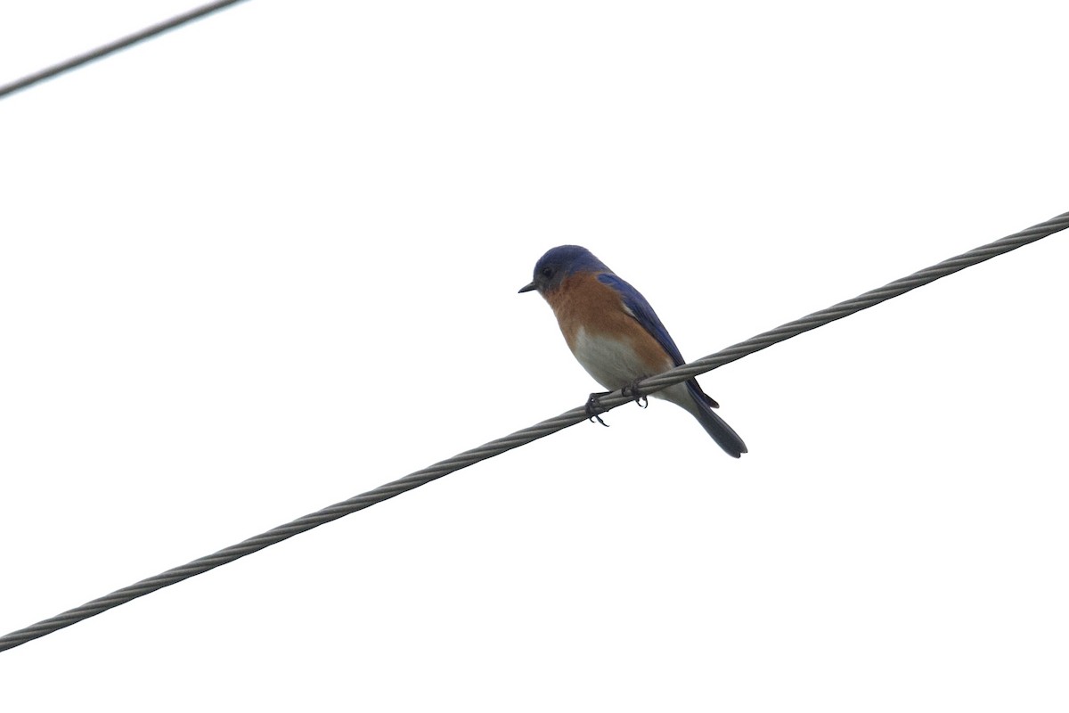 salašník modrý - ML621706446