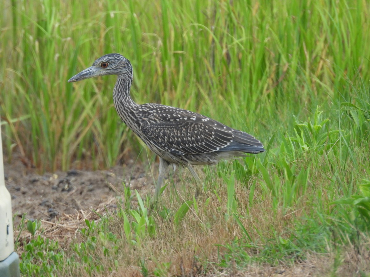 Yellow-crowned Night Heron - ML621706472