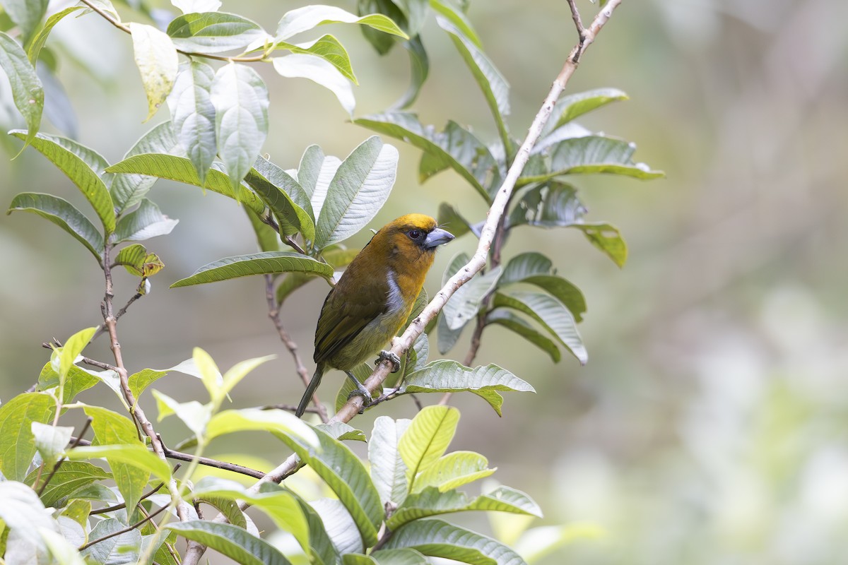 Prong-billed Barbet - ML621706492