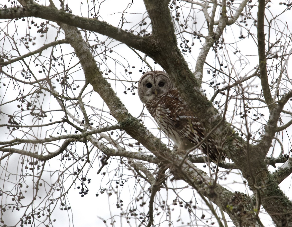 Barred Owl - ML621706505